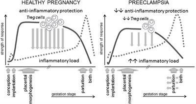 Therapeutic Potential of Regulatory T Cells in Preeclampsia—Opportunities and Challenges